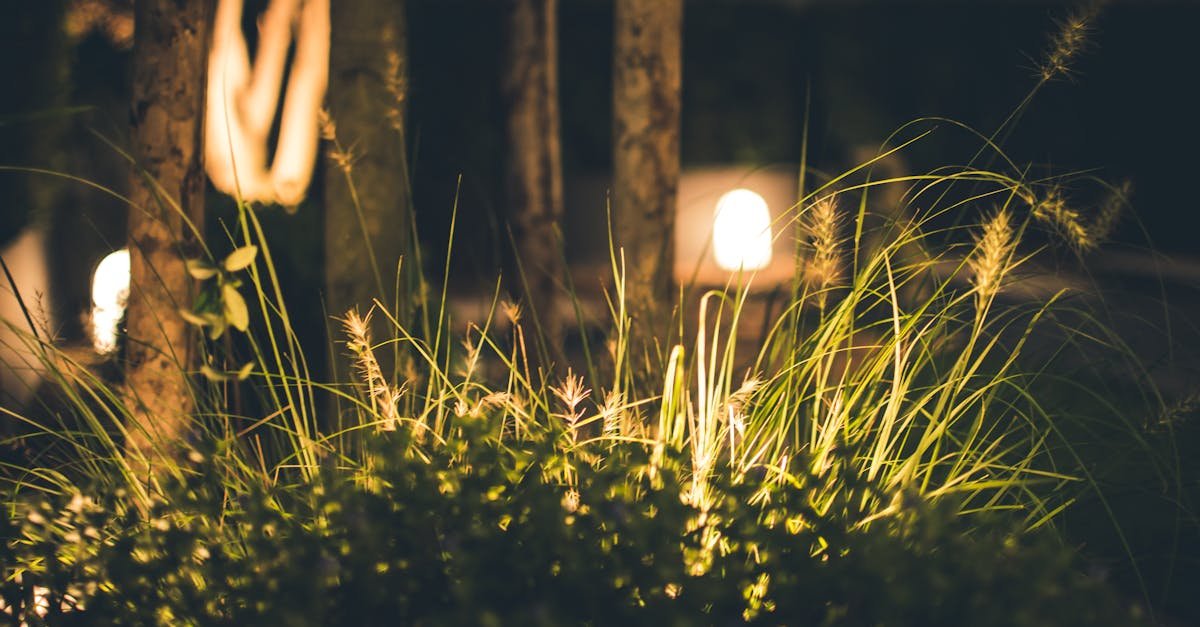 Rozświetl ogród bez prądu: 11 stylowych trików na blask po zmroku