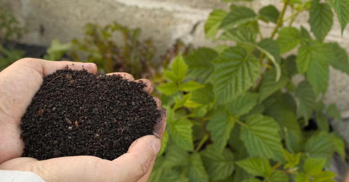 Od zera do zielonego: jak dobrać nawóz, by Twój ogród ruszył z kopyta