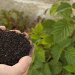 Od zera do zielonego: jak dobrać nawóz, by Twój ogród ruszył z kopyta